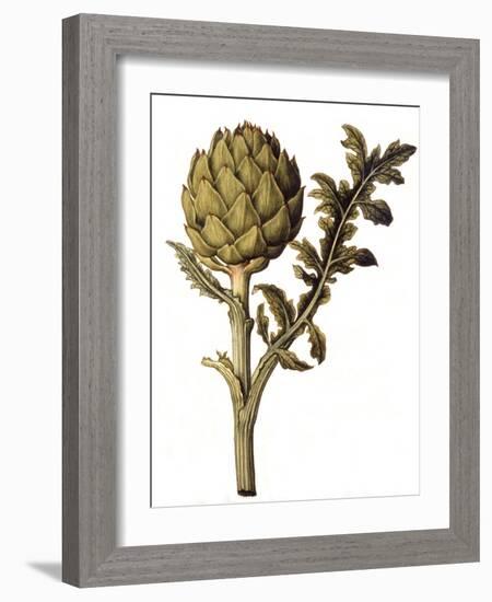 Botanical Study of a Globe Artichoke-Jacques Le Moyne De Morgues-Framed Giclee Print