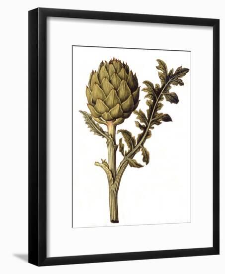 Botanical Study of a Globe Artichoke-Jacques Le Moyne De Morgues-Framed Giclee Print