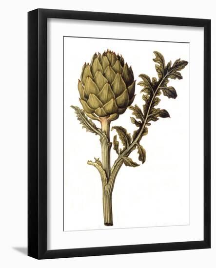 Botanical Study of a Globe Artichoke-Jacques Le Moyne De Morgues-Framed Giclee Print