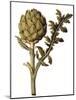 Botanical Study of a Globe Artichoke-Jacques Le Moyne De Morgues-Mounted Giclee Print