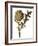 Botanical Study of a Globe Artichoke-Jacques Le Moyne De Morgues-Framed Giclee Print