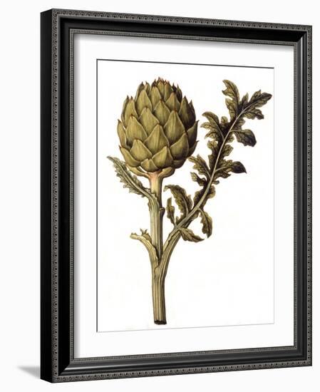 Botanical Study of a Globe Artichoke-Jacques Le Moyne De Morgues-Framed Giclee Print