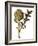 Botanical Study of a Globe Artichoke-Jacques Le Moyne De Morgues-Framed Giclee Print