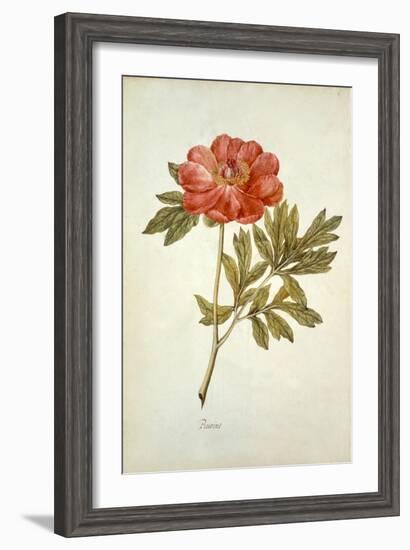 Botanical Study of a Peony-Jacques Le Moyne De Morgues-Framed Giclee Print