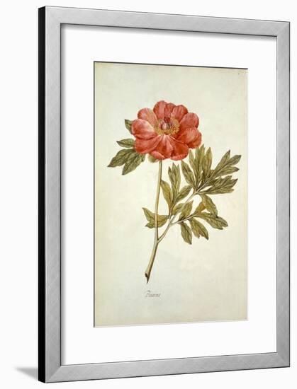 Botanical Study of a Peony-Jacques Le Moyne De Morgues-Framed Giclee Print