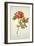 Botanical Study of a Peony-Jacques Le Moyne De Morgues-Framed Giclee Print