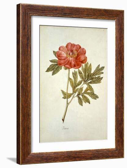 Botanical Study of a Peony-Jacques Le Moyne De Morgues-Framed Giclee Print