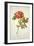 Botanical Study of a Peony-Jacques Le Moyne De Morgues-Framed Giclee Print