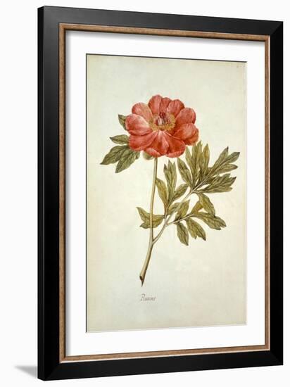 Botanical Study of a Peony-Jacques Le Moyne De Morgues-Framed Giclee Print