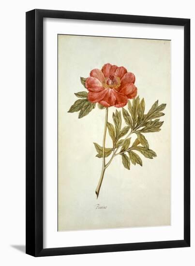 Botanical Study of a Peony-Jacques Le Moyne De Morgues-Framed Giclee Print