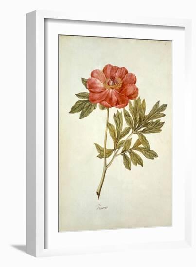 Botanical Study of a Peony-Jacques Le Moyne De Morgues-Framed Giclee Print