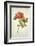 Botanical Study of a Peony-Jacques Le Moyne De Morgues-Framed Giclee Print