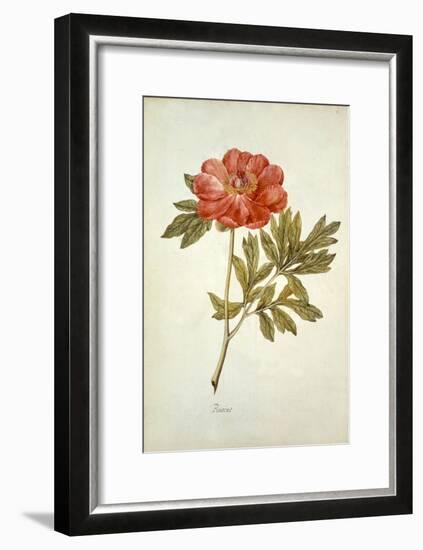 Botanical Study of a Peony-Jacques Le Moyne De Morgues-Framed Giclee Print