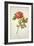 Botanical Study of a Peony-Jacques Le Moyne De Morgues-Framed Giclee Print