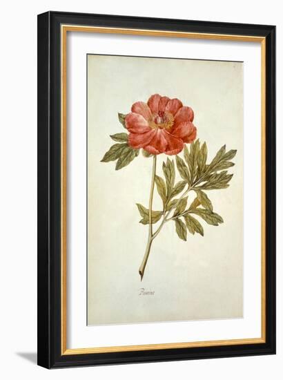 Botanical Study of a Peony-Jacques Le Moyne De Morgues-Framed Giclee Print