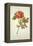 Botanical Study of a Peony-Jacques Le Moyne De Morgues-Framed Premier Image Canvas