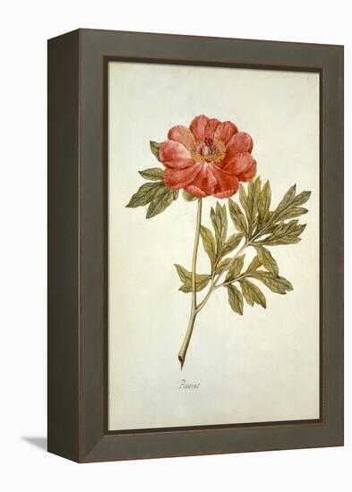 Botanical Study of a Peony-Jacques Le Moyne De Morgues-Framed Premier Image Canvas