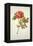 Botanical Study of a Peony-Jacques Le Moyne De Morgues-Framed Premier Image Canvas