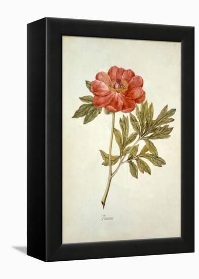 Botanical Study of a Peony-Jacques Le Moyne De Morgues-Framed Premier Image Canvas