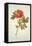 Botanical Study of a Peony-Jacques Le Moyne De Morgues-Framed Premier Image Canvas