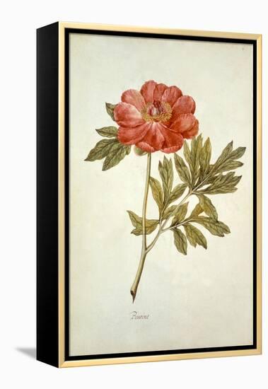 Botanical Study of a Peony-Jacques Le Moyne De Morgues-Framed Premier Image Canvas