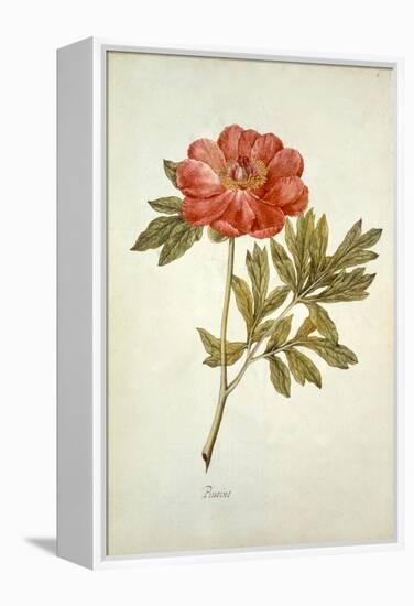Botanical Study of a Peony-Jacques Le Moyne De Morgues-Framed Premier Image Canvas