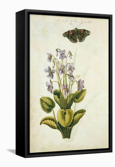 Botanical Study of a Violet-Jacques Le Moyne De Morgues-Framed Premier Image Canvas