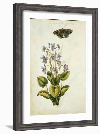 Botanical Study of a Violet-Jacques Le Moyne De Morgues-Framed Giclee Print