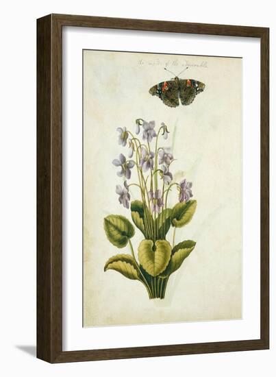 Botanical Study of a Violet-Jacques Le Moyne De Morgues-Framed Giclee Print