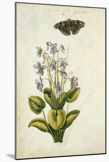 Botanical Study of a Violet-Jacques Le Moyne De Morgues-Mounted Giclee Print