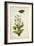 Botanical Study of a Violet-Jacques Le Moyne De Morgues-Framed Giclee Print