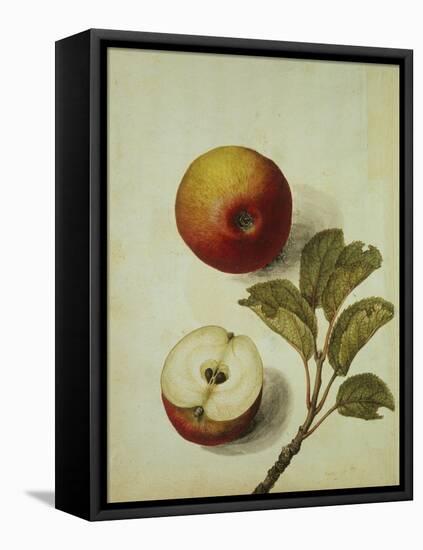 Botanical Study of an Apple-Jacques Le Moyne De Morgues-Framed Premier Image Canvas