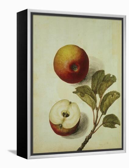 Botanical Study of an Apple-Jacques Le Moyne De Morgues-Framed Premier Image Canvas