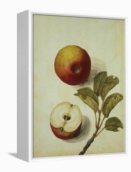 Botanical Study of an Apple-Jacques Le Moyne De Morgues-Framed Premier Image Canvas