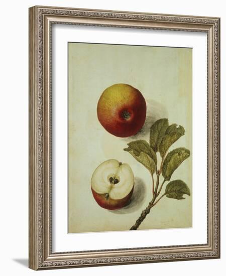 Botanical Study of an Apple-Jacques Le Moyne De Morgues-Framed Giclee Print