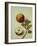 Botanical Study of an Apple-Jacques Le Moyne De Morgues-Framed Giclee Print