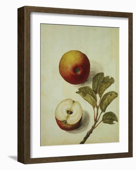 Botanical Study of an Apple-Jacques Le Moyne De Morgues-Framed Giclee Print