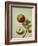 Botanical Study of an Apple-Jacques Le Moyne De Morgues-Framed Giclee Print