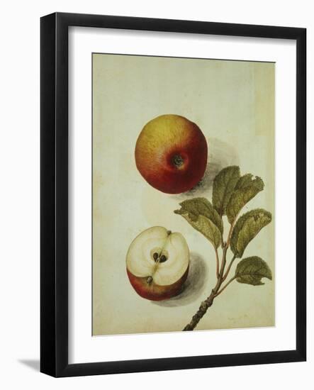 Botanical Study of an Apple-Jacques Le Moyne De Morgues-Framed Giclee Print