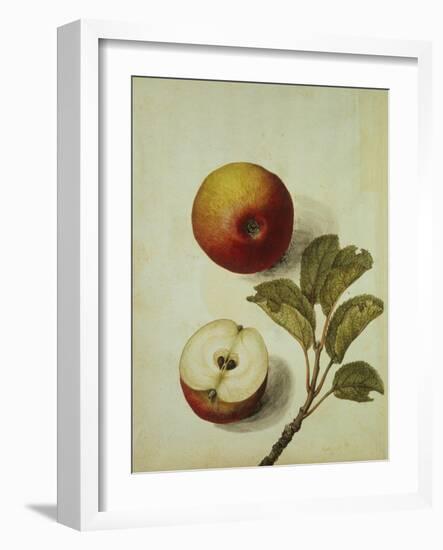 Botanical Study of an Apple-Jacques Le Moyne De Morgues-Framed Giclee Print