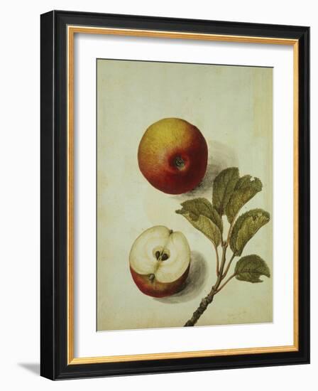 Botanical Study of an Apple-Jacques Le Moyne De Morgues-Framed Giclee Print