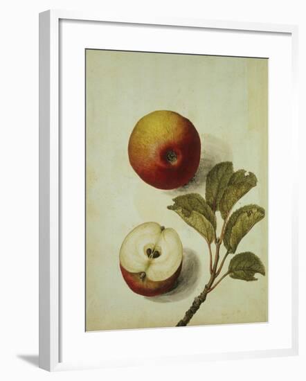 Botanical Study of an Apple-Jacques Le Moyne De Morgues-Framed Giclee Print