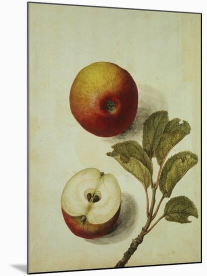 Botanical Study of an Apple-Jacques Le Moyne De Morgues-Mounted Giclee Print