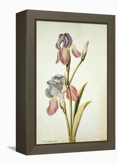 Botanical Study of an Iris-Jacques Le Moyne De Morgues-Framed Premier Image Canvas