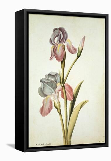 Botanical Study of an Iris-Jacques Le Moyne De Morgues-Framed Premier Image Canvas