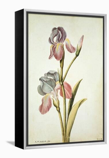 Botanical Study of an Iris-Jacques Le Moyne De Morgues-Framed Premier Image Canvas