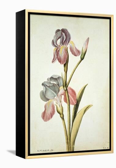 Botanical Study of an Iris-Jacques Le Moyne De Morgues-Framed Premier Image Canvas