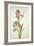 Botanical Study of an Iris-Jacques Le Moyne De Morgues-Framed Giclee Print