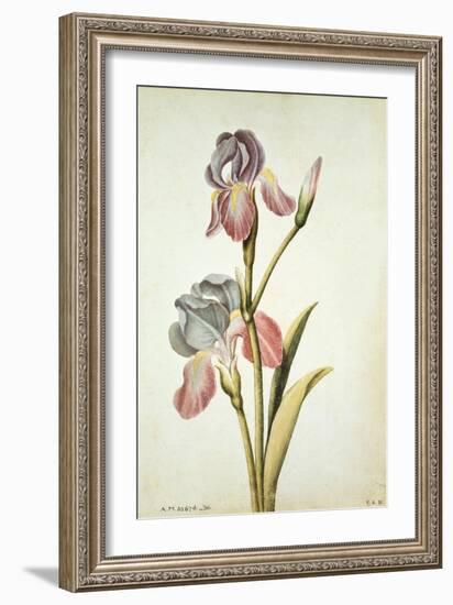 Botanical Study of an Iris-Jacques Le Moyne De Morgues-Framed Giclee Print