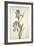 Botanical Study of an Iris-Jacques Le Moyne De Morgues-Framed Giclee Print